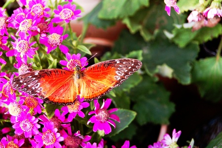 11596748 - the butterfly on the flowers1