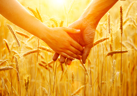 64664970 - couple holding hands and walking on golden wheat field over sunset